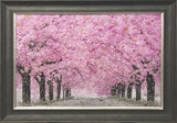 Blossom Walk